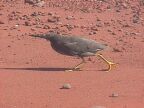 Night Heron On Red Sand